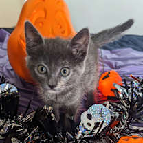 Thumbnail photo of Pilsner #3