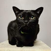 Thumbnail photo of Crawfish #3