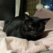 Thumbnail photo of Crawfish #4