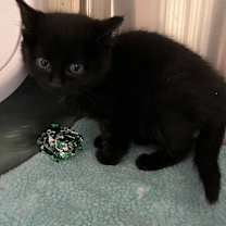 Thumbnail photo of Fievel #2