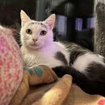 Thumbnail photo of Fifi #1