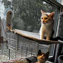 Thumbnail photo of Fifi #3