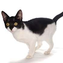 Thumbnail photo of Milo #2