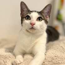 Thumbnail photo of Cheech & Chong (meet us in the Cat Lounge!) #3