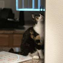 Thumbnail photo of Nova #1