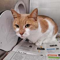 Thumbnail photo of Scotty #3