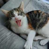 Thumbnail photo of Lilith #3