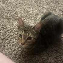 Thumbnail photo of Mickey #1