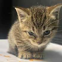 Thumbnail photo of Mickey #3