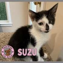 Thumbnail photo of Suzu #2