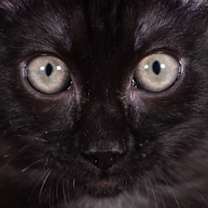 Thumbnail photo of Blackjack - Andrea foster #2