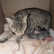 Thumbnail photo of Chi Chi Salsa #3