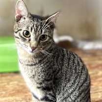 Thumbnail photo of Fibula #2