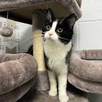 Thumbnail photo of *Panda* #2