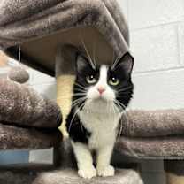 Thumbnail photo of *Panda* #4