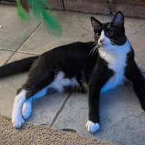 Thumbnail photo of Panda #1