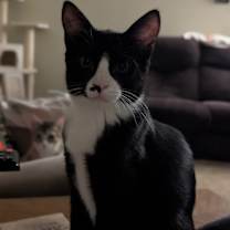 Thumbnail photo of Panda #2