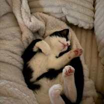 Thumbnail photo of Rudy #4