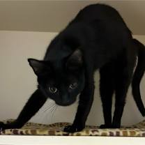 Thumbnail photo of Blanche #2