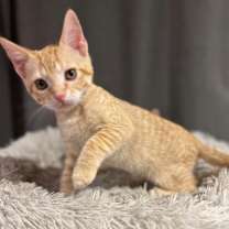 Thumbnail photo of Maple #2