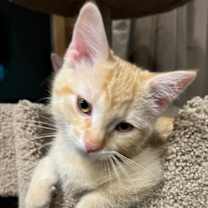 Thumbnail photo of Elm #2