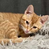 Thumbnail photo of Cedar #3