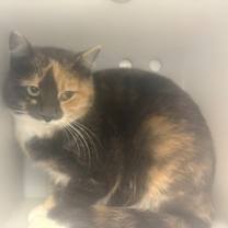 Thumbnail photo of Pellet Ice #1