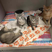 Thumbnail photo of Mico #3