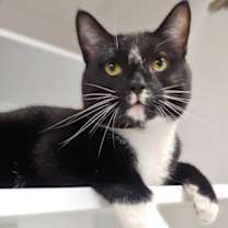 Thumbnail photo of Moosh #3