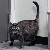 Thumbnail photo of Sassy #1