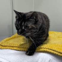 Thumbnail photo of Sassy #3