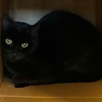 Thumbnail photo of Morticia #2