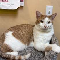 Thumbnail photo of Jello  #4