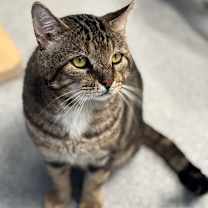 Thumbnail photo of Koi #1