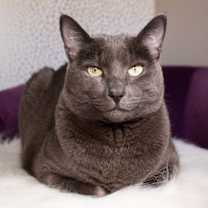 Thumbnail photo of Olive  #2