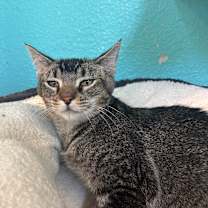 Thumbnail photo of Crikey  #2