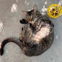 Thumbnail photo of Crikey  #3