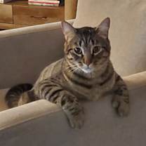 Thumbnail photo of Yoda #2