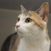 Thumbnail photo of Nala #4