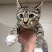 Thumbnail photo of Kowalski #2