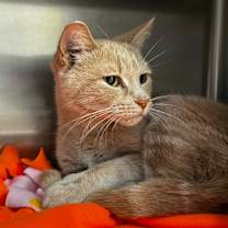 Thumbnail photo of Ivory #1