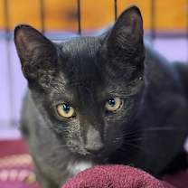 Thumbnail photo of Dave the Magical Cheese Wizard #1