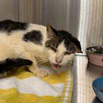 Thumbnail photo of Speedway #3