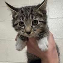 Thumbnail photo of Private #2