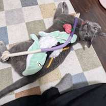 Thumbnail photo of Stormy #1