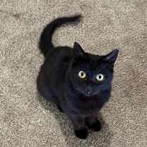 Thumbnail photo of JENNY #1784B - Offered by Owner - Great Family Cat #4