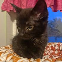 Thumbnail photo of Iris #3