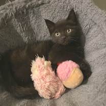 Thumbnail photo of Iris #4