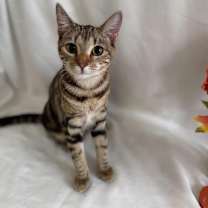 Thumbnail photo of Calypso #1