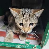 Thumbnail photo of Calypso #4